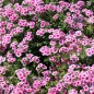 Preview: Phlox Brilliant (Samen)