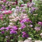 Preview: Neu! Phlox Cecily Mix (Samen)