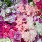 Preview: Neu! Phlox Cecily Mix (Samen)