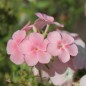 Preview: Neu! Phlox Cecily Mix (Samen)