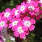 Preview: Neu! Phlox Cecily Mix (Samen)