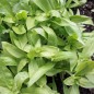 Preview: Phlox Cherry Caramel (Samen)
