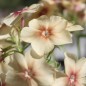 Preview: Phlox Cherry Caramel (Samen)