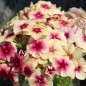 Preview: Phlox Cherry Caramel (Samen)