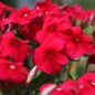 Preview: Phlox Coccinea (Samen)
