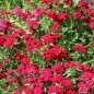 Preview: Phlox Coccinea (Samen)