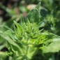 Preview: Phlox Coccinea (Samen)