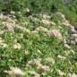Preview: Phlox Crème Brulée (Samen)