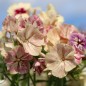 Preview: Phlox Crème Brulée (Samen)