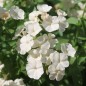 Preview: Phlox Isabellina (Samen)