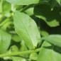 Preview: Phlox Isabellina (Samen)