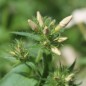 Preview: Phlox Isabellina (Samen)