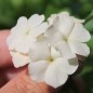 Preview: Phlox Isabellina (Samen)