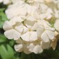 Preview: Phlox Isabellina (Samen)