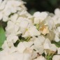 Preview: Phlox Isabellina (Samen)