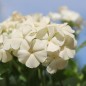 Preview: Phlox Isabellina (Samen)
