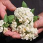 Preview: Phlox Isabellina (Samen)