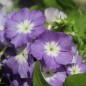 Preview: Phlox Lavender Beauty (Samen)