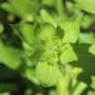Preview: Phlox Leopoldii (Samen)