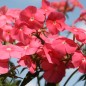 Preview: Phlox Beauty Salmon (Samen)