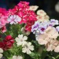 Preview: Phlox Starry Eyes (Samen)