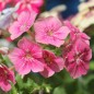Preview: Phlox Starry Eyes (Samen)