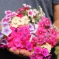 Preview: Phlox Tapestry (Samen)