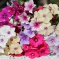 Preview: Phlox Tapestry (Samen)