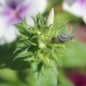 Preview: Phlox Tapestry (Samen)