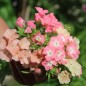 Preview: Phlox of Sheep (Samen)
