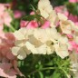 Preview: Phlox of Sheep (Samen)