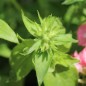 Preview: Phlox of Sheep (Samen)