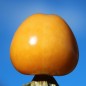 Preview: Andenbeere Columbia Cherry (Samen)