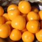 Preview: Andenbeere Columbia Cherry (Samen)