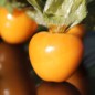 Preview: Andenbeere Columbia Cherry (Samen)
