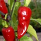 Preview: Chili Piment d'Espelette (Schärfe 4) (Samen)
