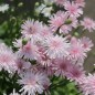Preview: Pippau rosa (Samen)
