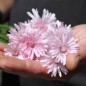 Preview: Pippau rosa (Samen)