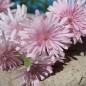 Preview: Pippau rosa (Samen)