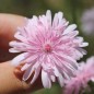 Preview: Pippau rosa (Samen)