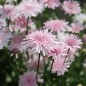 Preview: Pippau rosa (Samen)