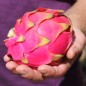 Preview: Pitahaya pinkfleischig (Samen)
