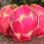 Preview: Pitahaya pinkfleischig (Samen)