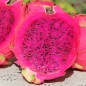 Preview: Pitahaya pinkfleischig (Samen)