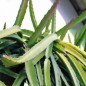 Preview: Pitahaya pinkfleischig (Samen)