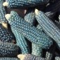 Preview: Popmais Miniature Blue (Samen)