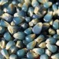 Preview: Popmais Miniature Blue (Samen)
