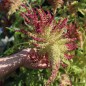 Preview: Popp-Amaranth Alegria (Samen)