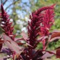 Preview: Popp-Amaranth Red Garnet  (Samen)