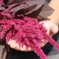 Preview: Popp-Amaranth Red Garnet  (Samen)